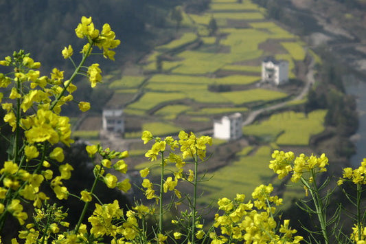 Mt. Qi Yun