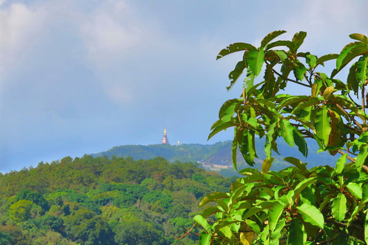 Doi Inthanon