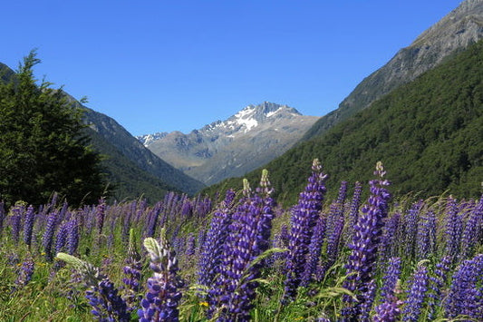 Arthur's Pass