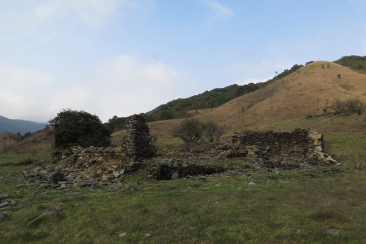 Mt. Jiu Cai (chives)